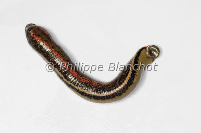 hirudo medicinalis.JPG - Hirudo medicinalisSangsue médicinale ou Sangsue officinaleEuropean Medical LeechAnnelida, HirudinidaeFrance